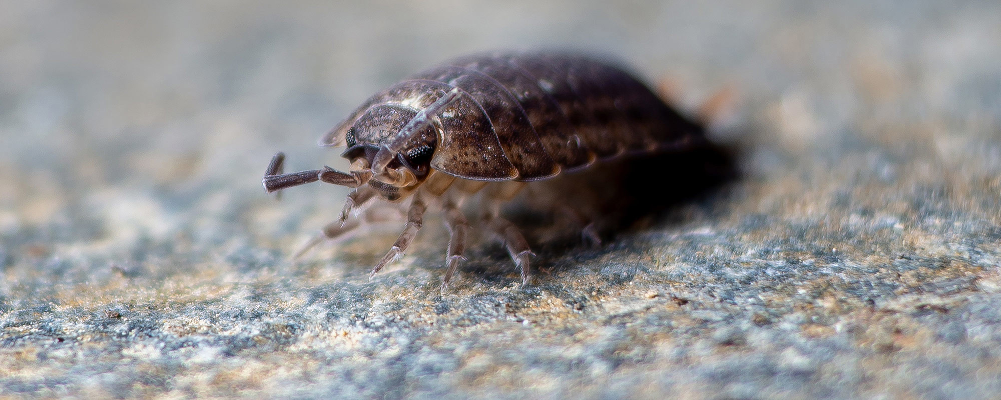 How to Get Rid of Carpet Beetles and Keep Rugs Pest Free Permanently?